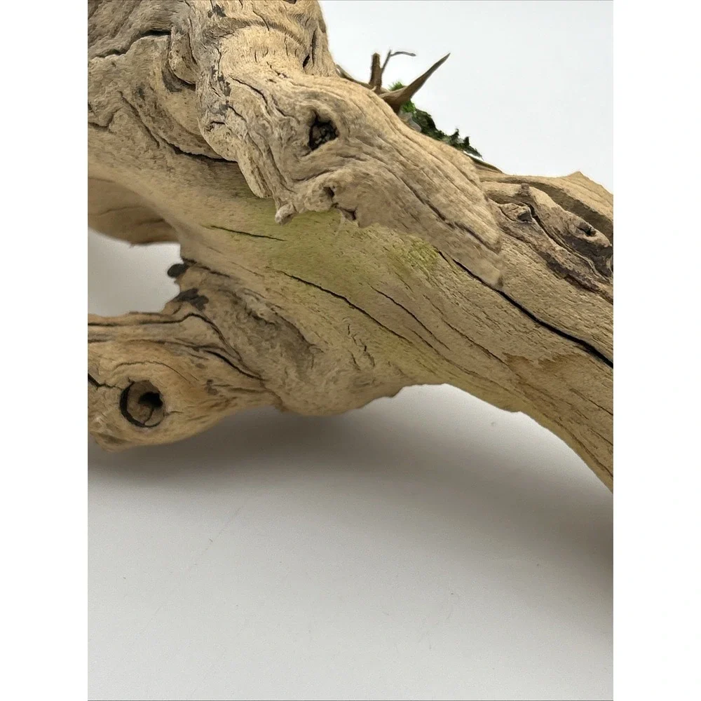 Nature Scapes Grapewood reptiles Or Airplants‎ 14x6 natural stump decor